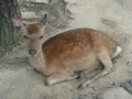 Miyajima